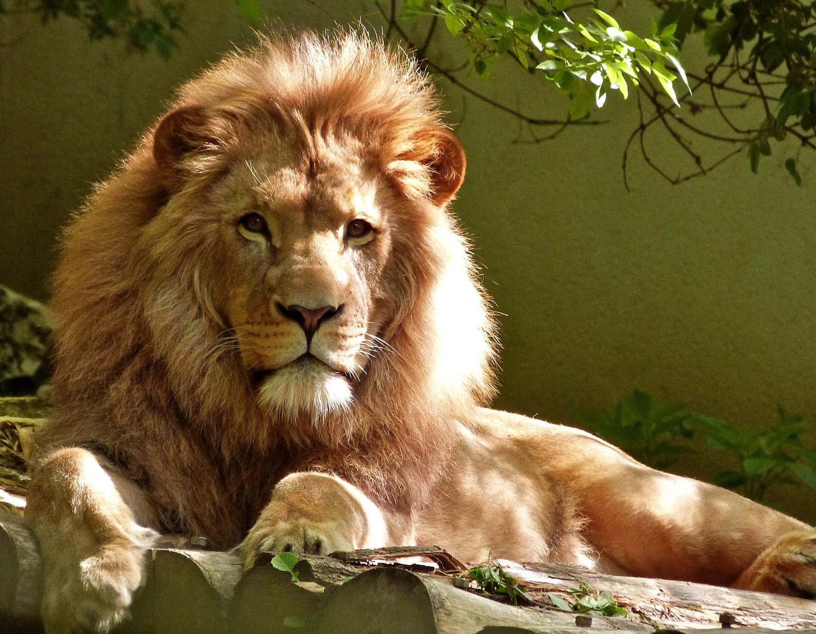 La vida animal y su entorno