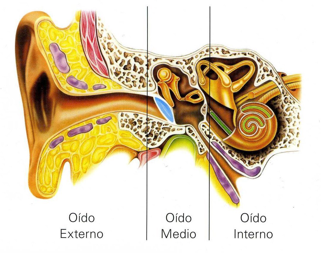 Neira Guerrero, E. O., Amorós i Rodríguez, L., & Pastor Mas, A. (2012). Anatomía del oído. En Manual de Otorrinolaringología Infantil (pp. 8–14). Elsevier.