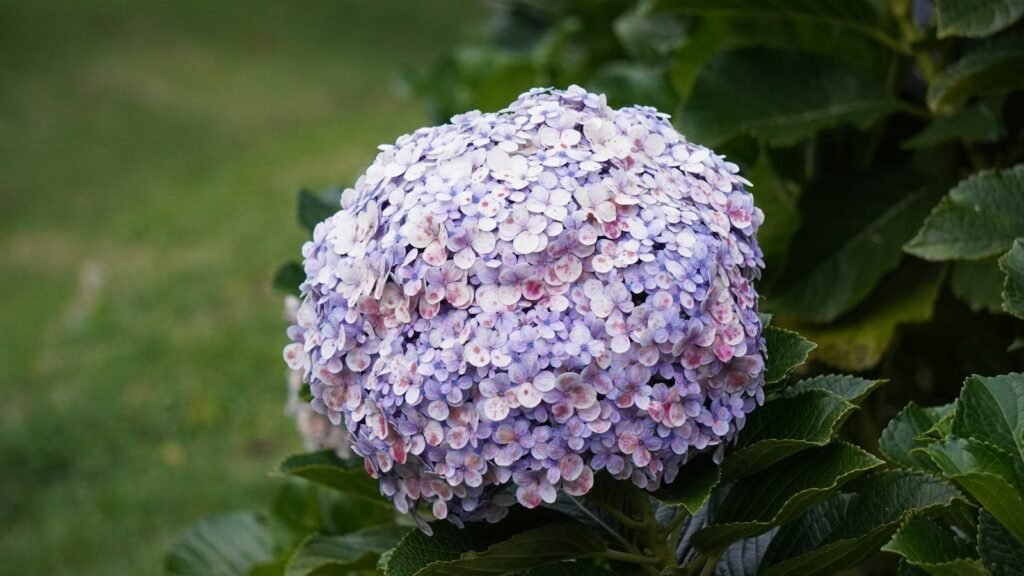 Las flores Bach