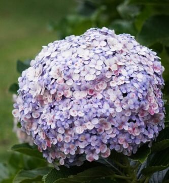 Las flores Bach