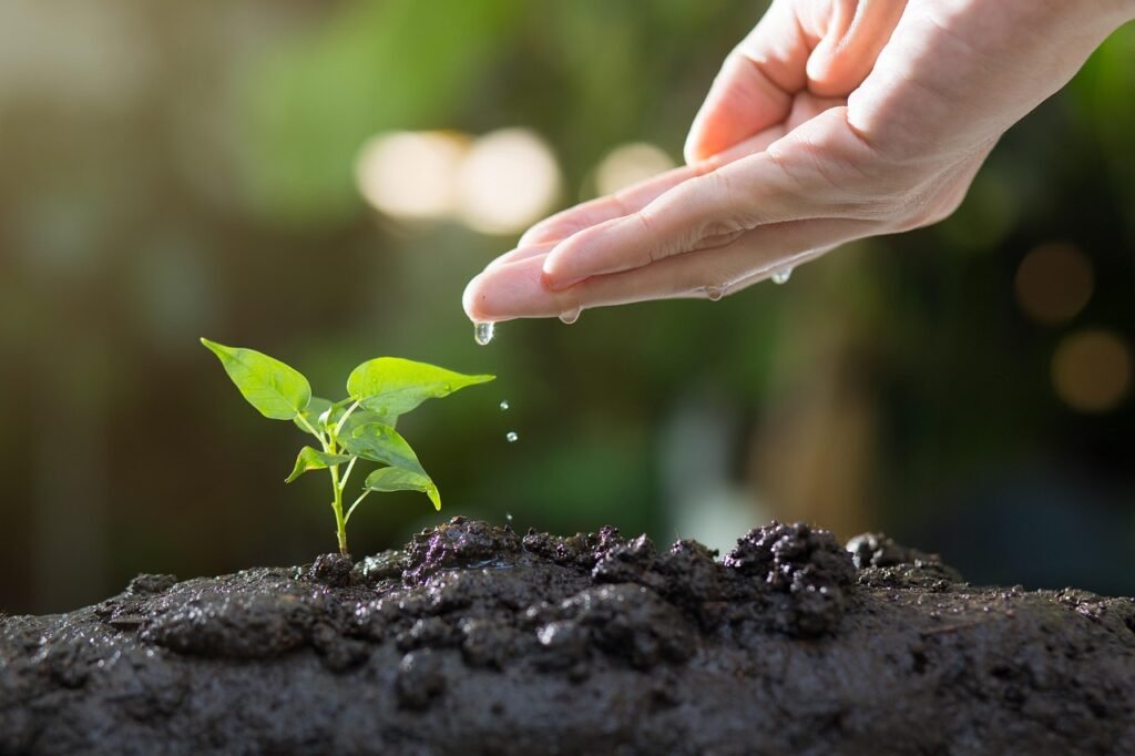 Importancia de las plantas para los seres vivos