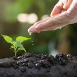 Importancia de las plantas para los seres vivos