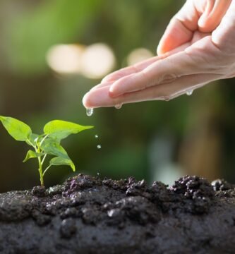 Importancia de las plantas para los seres vivos