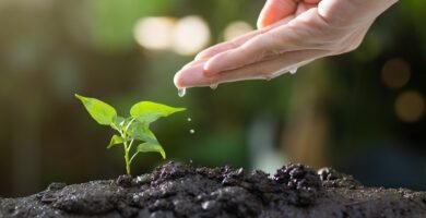 Importancia de las plantas para los seres vivos