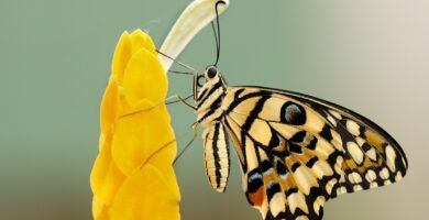 Características y componentes de los seres vivos