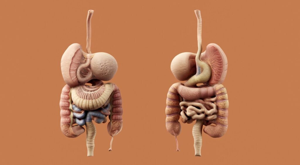 Anatomía, fisiología e higiene del sistema endócrino