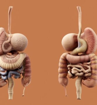 Anatomía, fisiología e higiene del sistema endócrino