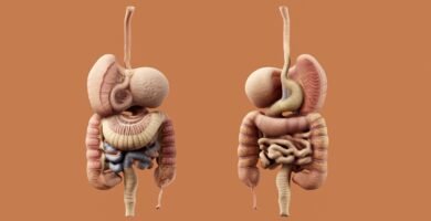 Anatomía, fisiología e higiene del sistema endócrino