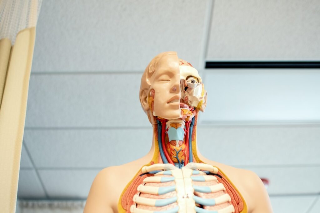 Anatomía, fisiología e higiene del sistema excretor