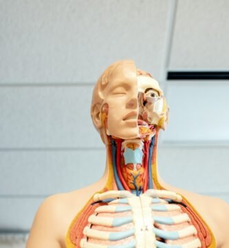 Anatomía, fisiología e higiene del sistema excretor