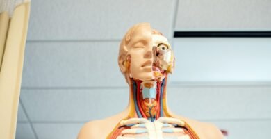 Anatomía, fisiología e higiene del sistema excretor