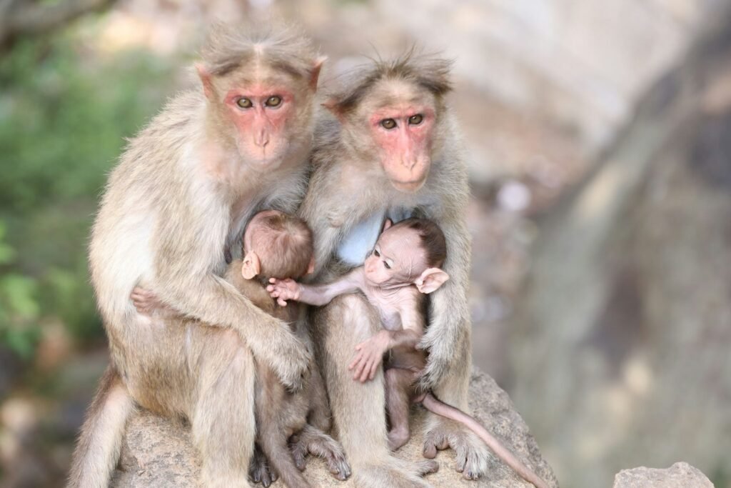 La evolución biológica y la biodiversidad de las especies